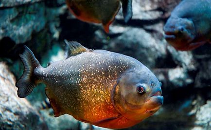 Piranha (50 poze) fapte interesante care dinții krasnobryuhoy peștii trăiesc în Amazon, descriere, video