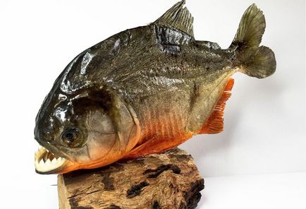 Piranha (50 poze) fapte interesante care dinții krasnobryuhoy peștii trăiesc în Amazon, descriere, video