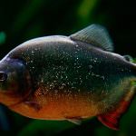 Piranha (50 poze) fapte interesante care dinții krasnobryuhoy peștii trăiesc în Amazon, descriere, video