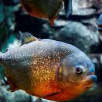 Piranha (50 poze) fapte interesante care dinții krasnobryuhoy peștii trăiesc în Amazon, descriere, video