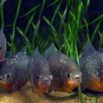 Piranha (50 poze) fapte interesante care dinții krasnobryuhoy peștii trăiesc în Amazon, descriere, video