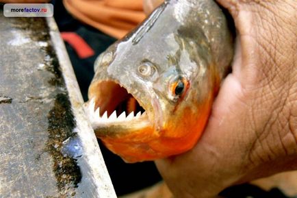 Piranhas - animale periculoase - marea de fapte