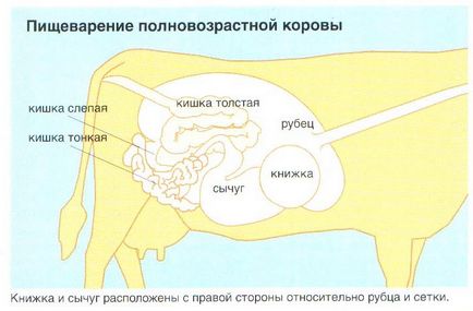 Digestia vaca 1
