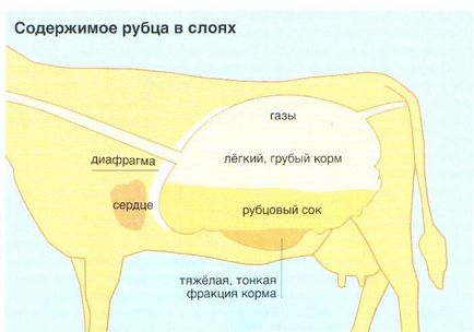 Digestia vaca 1