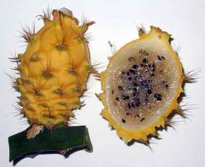 Pitahaya - fructe sănătoase și gustoase