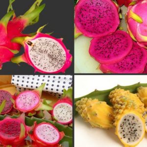 Pitaya utilizare, fructe dragon rău, compoziția chimică (Pitahaya) și valoarea nutritivă