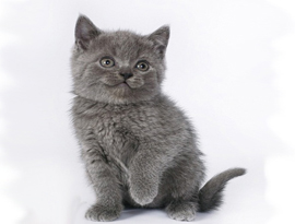 Pisici Scottish Kennel weiss șlefuitor - toate culorile pisicilor din Scoția (mașini de găurit) Pisici Scottish Kennel weiss - șlefuitor toate culorile pisica Scottish