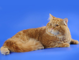 Pisici Scottish Kennel weiss - șlefuitor toate culorile pisica Scottish