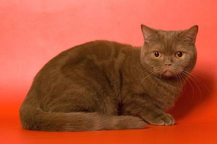 Pisici Scottish Kennel weiss - șlefuitor toate culorile pisica Scottish