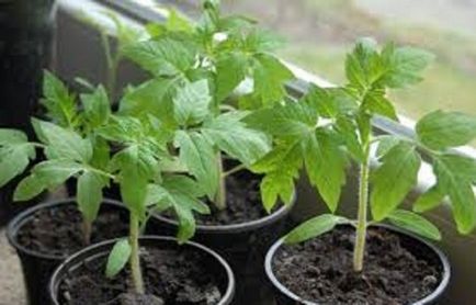 răsaduri de tomate sărace în creștere care fac
