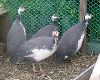Pro și contra de păsări de reproducție de guineea, comparativ cu puii