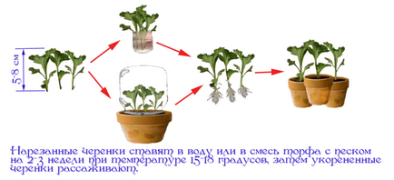 De ce nu sunt acasă Chrysanthemum flori