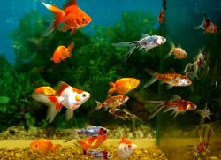De ce mor de pește în acvariu