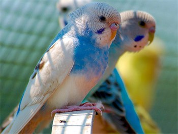 De ce și ce mor papagali ondulate