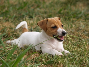 De ce sau de ce un câine mănâncă iarbă cauze, consecințe, dacă să se ocupe de ea