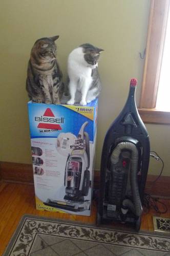 De ce pisicile se tem de aspirator