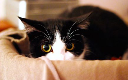 De ce pisicile se tem de un aspirator dori să facă prieteni cu ei