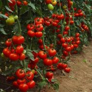 De ce turbionar frunze la tomate