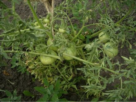 De ce turbionar frunze la tomate care fac