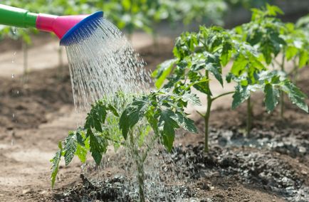 De ce să nu crească răsaduri de tomate de la boală la domiciliu, îngrijire necorespunzătoare la domiciliu,