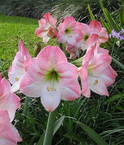 De ce nu înflorit Hippeastrum, avgulen