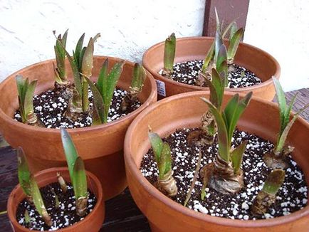 De ce nu flori Hippeastrum de acasă - ce să facă, cum să ajungi la floare, video