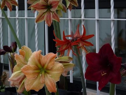 De ce nu flori Hippeastrum, și cum să-l lupta