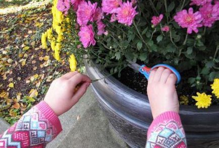De ce nu înfloresc crizantema la domiciliu