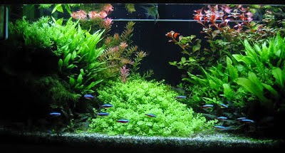 De ce plantele nu cresc bine in acvariu