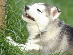 De ce un câine mănâncă iarbă