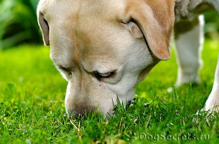 De ce un câine mănâncă iarbă, râgâieli