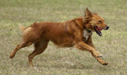 De ce câine sughiț posibile cauze și ce să facă