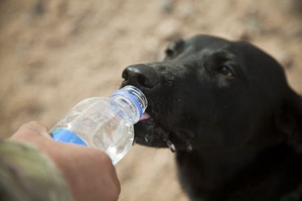 De ce câinele bea o mulțime - stiri despre animalele din lumea umană