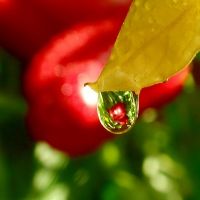 De ce frunze răsucite de tomate