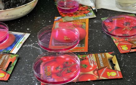 Se prepară semințe de tomate pentru semănat răsaduri privind modul de preparare semințe de tomate