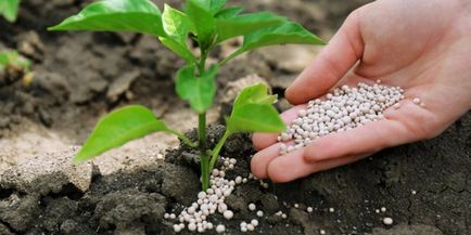 Fertilizarea în primăvară decât tufele de coacăz fertiliza pentru a produce o recoltă abundentă