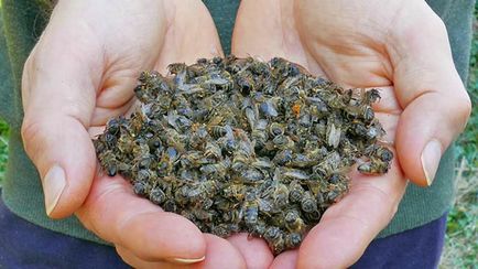albinele Podmore - cum se utilizează tinctura de vodca, proprietăți curative și utilizarea alcoolului