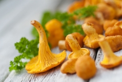 Utilizarea fungilor, proprietăți utile și medicinale de ciuperci - Top10 ciuperci cele mai utile