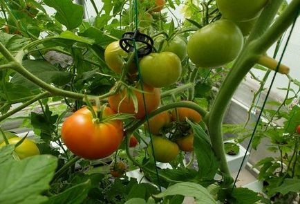 Tomate hidroponice - soluții pentru răsaduri cu propriile lor mâini