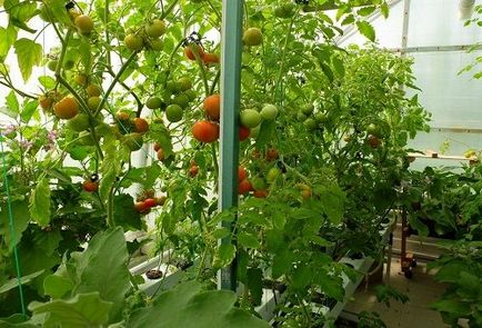 Tomate hidroponice - soluții pentru răsaduri cu propriile lor mâini
