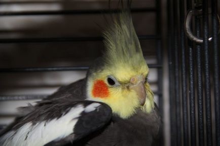 Parrot strănută - ce să fac ce perus strănută de multe ori, video