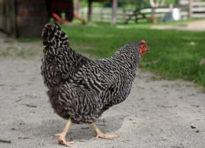 Rasa Plymouth Rock descriere pui de rasa, conținutul și variantele de culoare (culoare) Rasa Plymouth Rock Descriere rasa, conținut și culoare soiuri
