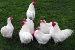 Rasa Plymouth Rock descriere pui de rasa, conținut și soiuri de culoare (roca) Rasa Plymouth Rock Descriere rasa, conținut și culoare soiuri