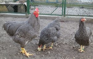 Rasa Plymouth Rock descriere pui de rasa, conținut și soiuri de culoare (roca) Rasa Plymouth Rock Descriere rasa, conținut și culoare soiuri