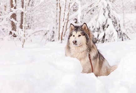 Câine rasa Malamutul de Alaska (descriere, foto 36)