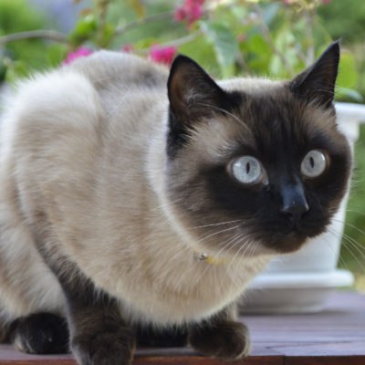 Rasa curte descriere pisici caracter 10 fotografii, video