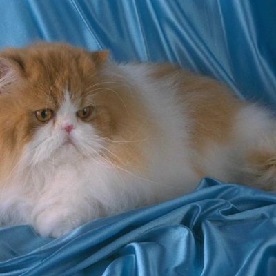 Rasa curte descriere pisici caracter 10 fotografii, video