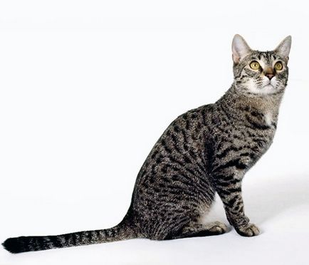 Rasa pisica cu o coadă lungă și o descriere a fotografiei, pisica și pisica