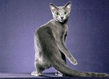 Rasa pisica cu o coadă lungă și o descriere a fotografiei, pisica și pisica