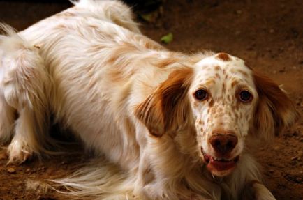 rase de câini cu urechi mari foto și numele, „da laba“